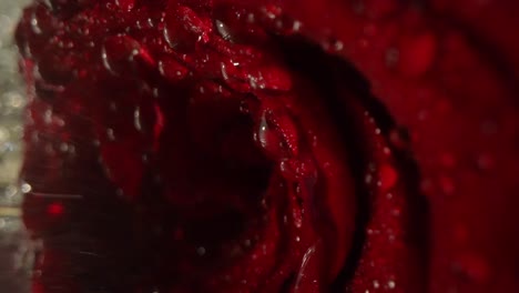droplets of water falling from the red petals of a wet rose flower, macro shot.