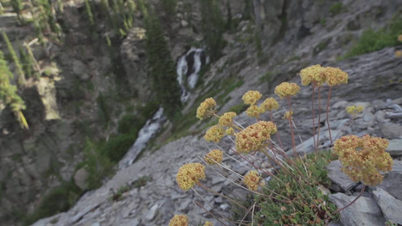 Escenas de lagos, campos y flores alrededor de la reserva natural del Monte Lassen en el condado de Shasta, California