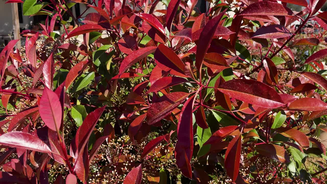 푸티니아 (photinia) 식물의 클로즈업, 엄청난 은 잎과 약간의 녹색,  꽃이 꽃을 피우기 시작하면서, 아빌라 스페인의 시골 농장의 정원에서 공기를 통해 움직입니다.