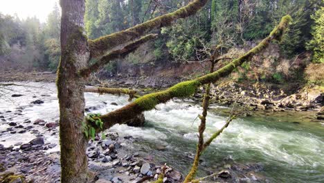 río de montaña que fluye rápidamente a través del bosque de musgo