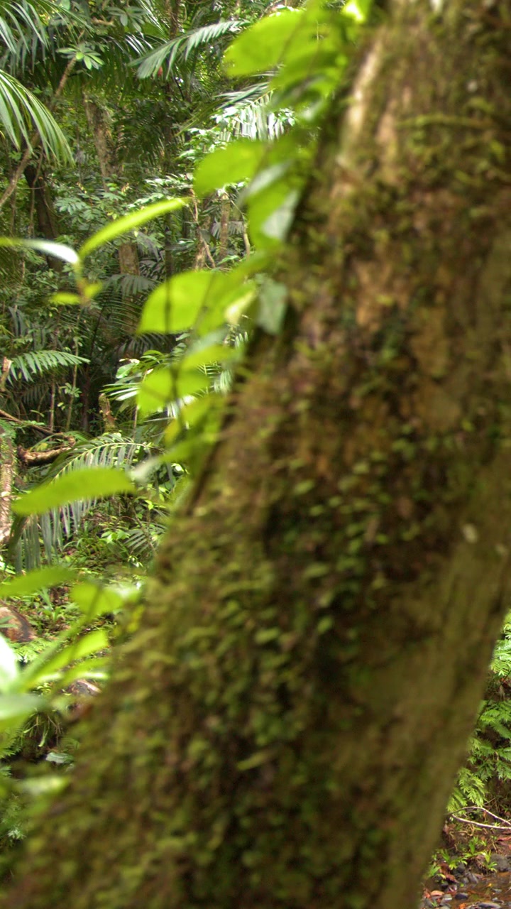 Un'inquadratura media statica riprende un tronco d'albero muschioso tra una vivace vegetazione verde della giungla tropicale.