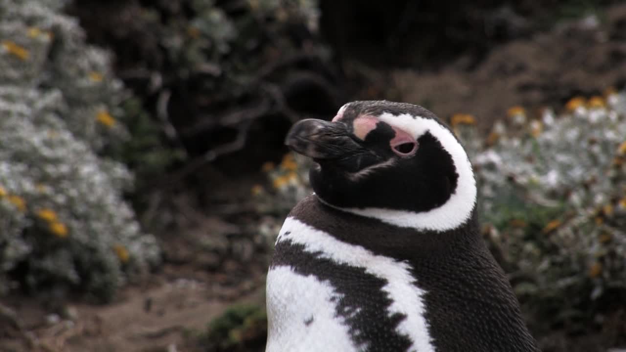 primer plano de pingüino de magallanes despertando y mirando alrededor en patagonia, chile