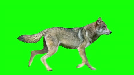 lobo, varias acciones de bucle