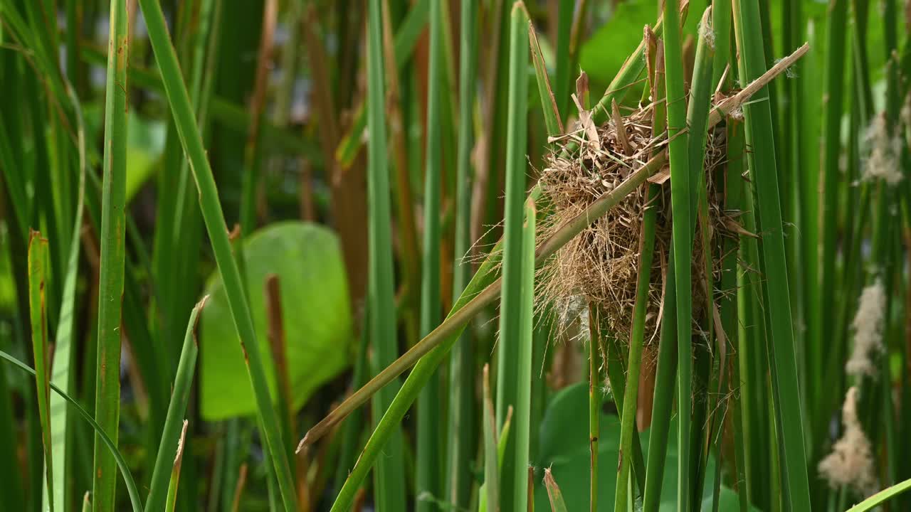tejedor dorado asiático, ploceus hypoxanthus