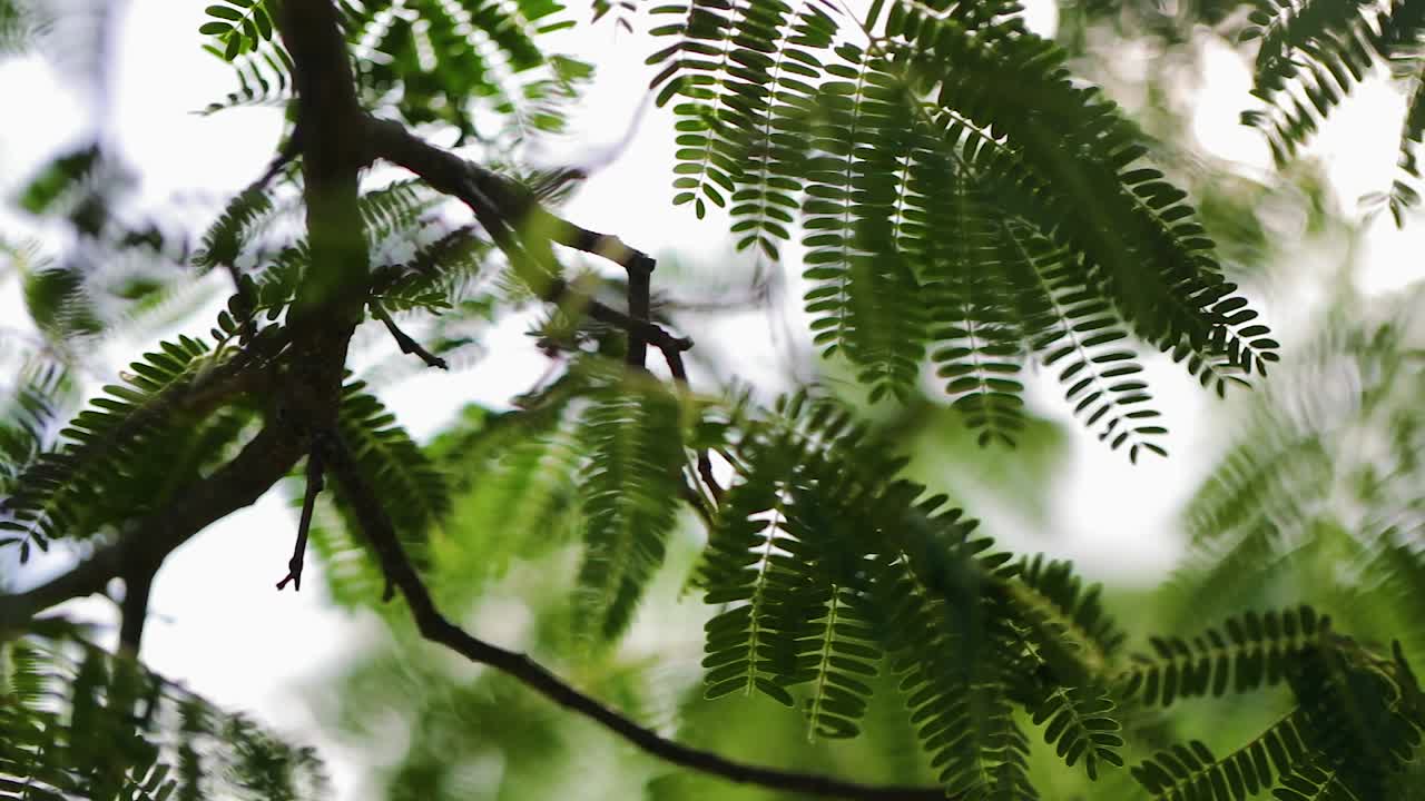 Close up gimbal shot of tree leaves. Low angle, shallow focus