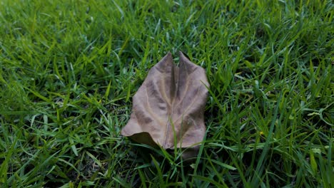 Das-Einsame-Blatt:-Ein-Einblick-In-Die-Schönheit-Des-Herbstes