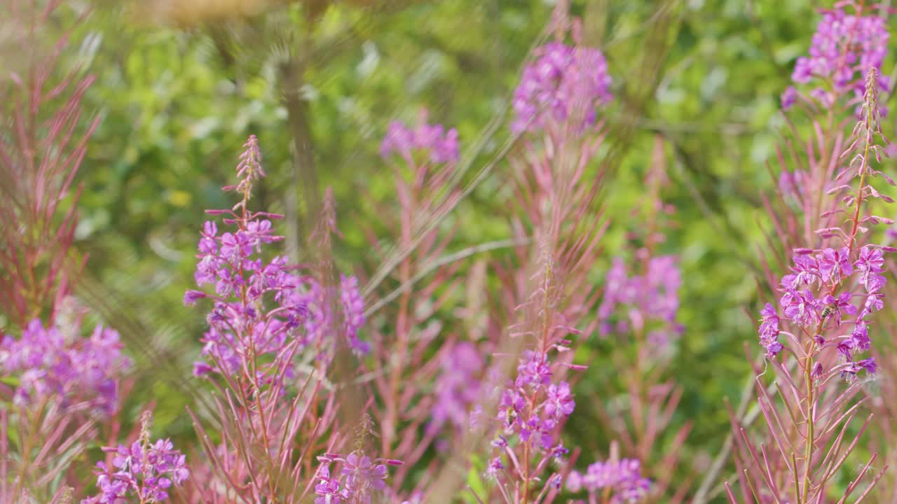 A butterfly lands and rests on vibrant pink wildflowers in a lush, sunlit highland meadow. Soft natural lighting and shallow depth of field highlight the scene