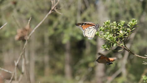 A-Monarch-butterfly-is-knocked-from-a-branch-by-another-butterfly,-they-both-fly-off