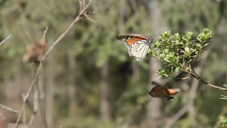 Una-Mariposa-Monarca-Es-Derribada-De-Una-Rama-Por-Otra-Mariposa,-Ambas-Salen-Volando