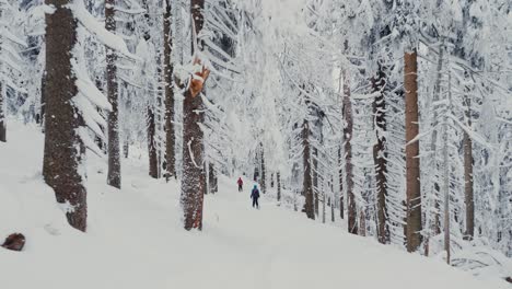 Follow-shot-of-skier-riding-down-the-snow-covered-forest,-wide-shot