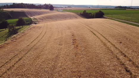 golden wheat field landscape aerial view