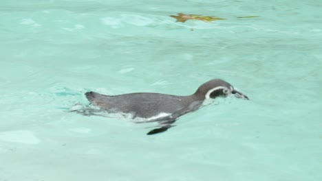 slow motion clip of penguin in a zoo jumping into the pool and taking a dip