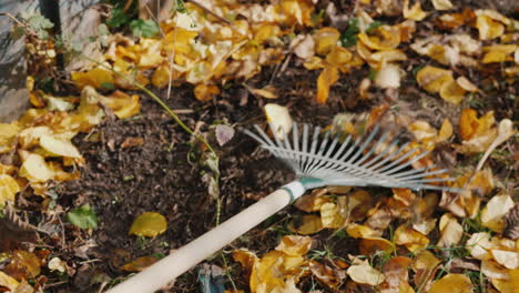 gardener raking fallen leaves in the garden