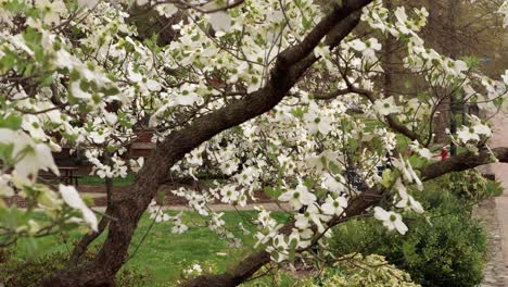 Dogwood-trees-at-peak-bloom-on-Raleigh-St,-in-Chapel-Hill,-NC,-on-the-campus-of-the-University-Of-North-Carolina-at-Chapel-Hill