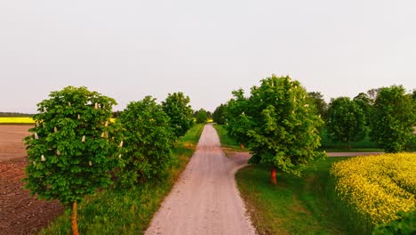 golden light falls on countryside road, blooming chestnut trees, yellow fields