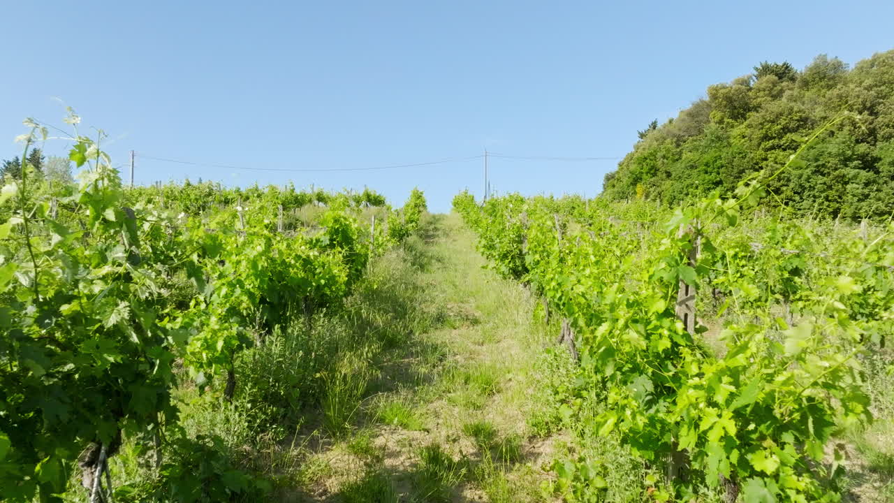 Drone flying low in middle of lush, grapevine, sunny, summer day in Tuscany