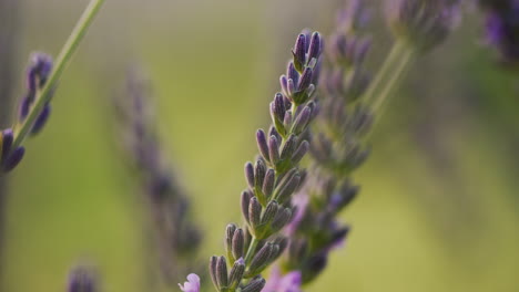 tilt shot: lavandin bushes on the field, medicinal plant and beautiful field. close-up shot