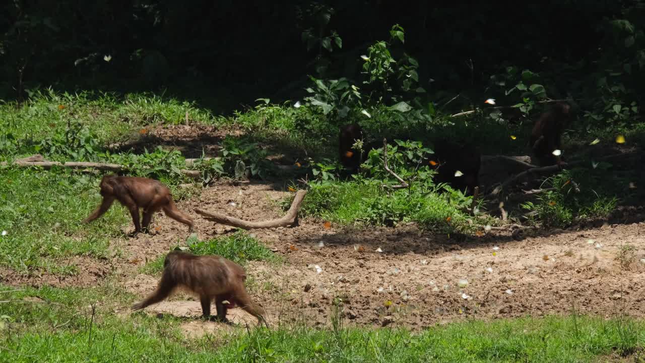 Two individuals moving to the left through butterflies and other under the shade, Stump-tailed Macaque Macaca arctoides, Thailand