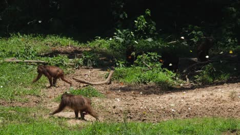 Two-individuals-moving-to-the-left-through-butterflies-and-other-under-the-shade,-Stump-tailed-Macaque-Macaca-arctoides,-Thailand