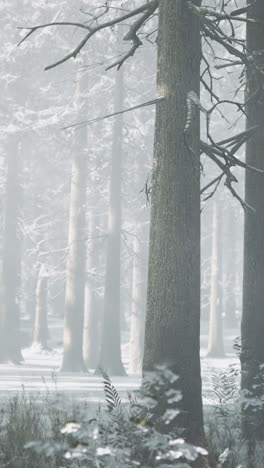 escena del bosque de invierno: bosques brumosos con árboles cubiertos de nieve