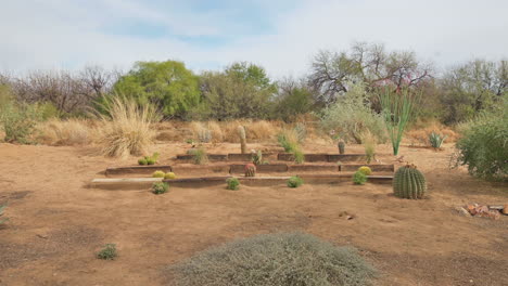 arizona sonoran desert cactus garden, panning shot