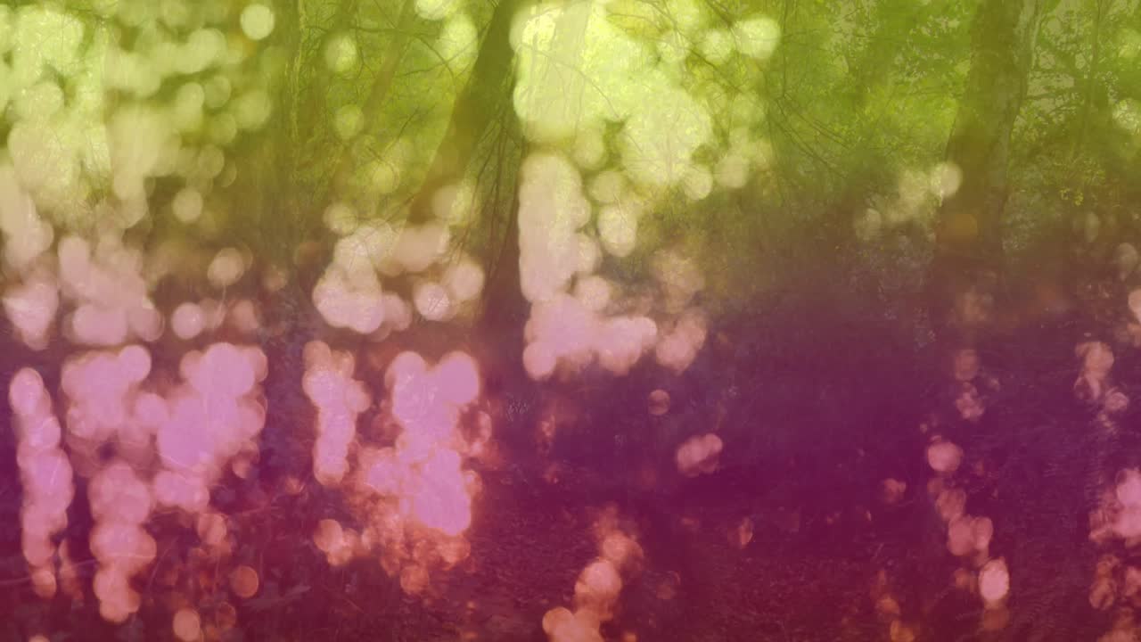 animación de luz colorida y bokeh sobre el bosque.