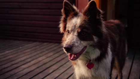 some amazing close-ups of beautiful dog in sunset light