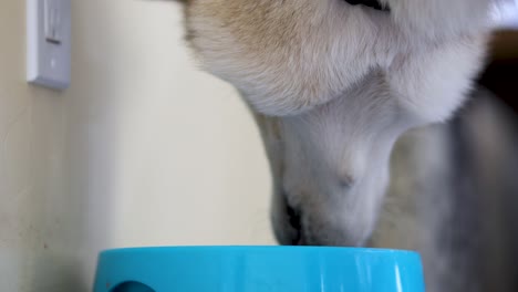 husky puppy dog eating food from bowl, indoor ground level closeup shot