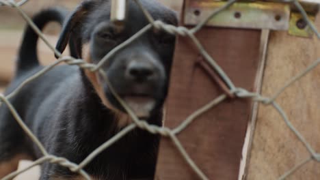 puppy looking sad behind metal fence, asking for attention and food