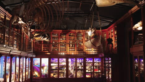 a beautifully preserved antique natural history museum filled with preserved animal skeletons, anatomy exhibits, and antique display cases