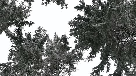 rotating panning low angle shot underneath white sky snow covered treetops