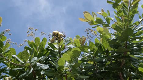 Die-Aufnahme-Unten-Blickt-Auf-Gelbe,-Reife,-Exotische,-Tropische-Cashewfrüchte,-Die-Im-Sommer-Auf-Einem-Baum-Im-Bundesstaat-Rio-Grande-Do-Norte-Im-Nordosten-Brasiliens-In-Der-Nähe-Von-Natal-Wachsen-Und-Für-Die-Saftgewinnung-Bereit-Sind