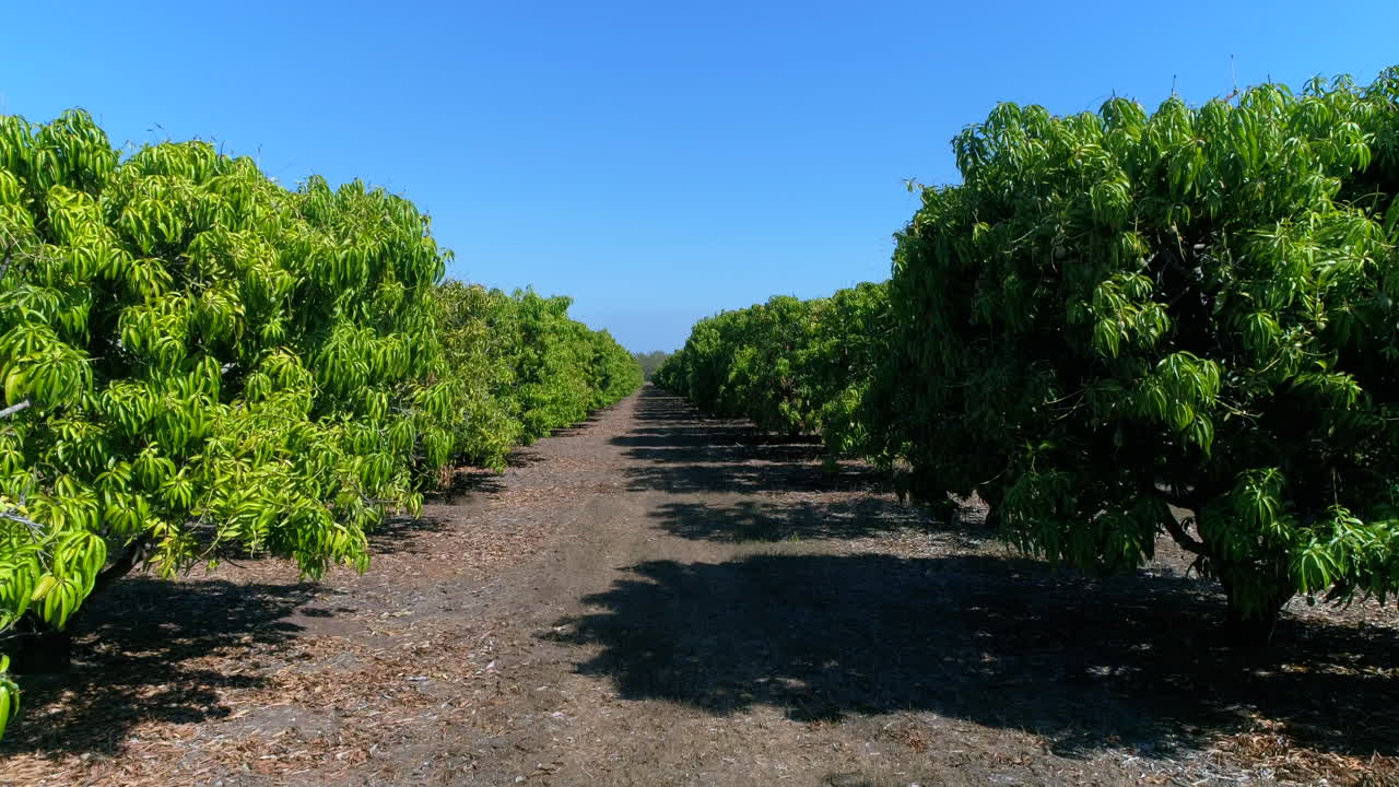 Vista a nivel del suelo de una plantación de mangos
