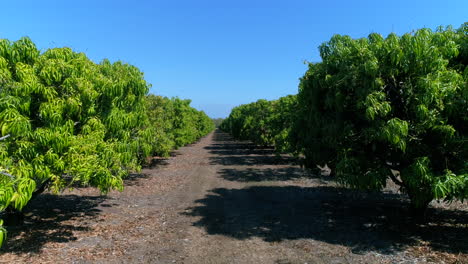 ground level view of a mango farm plantation