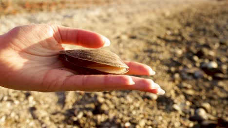 female hand showing a mussel shell from all angles