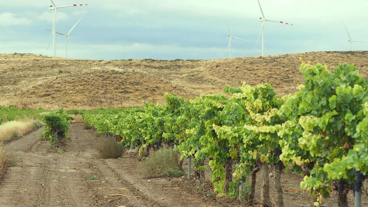 Wind turbines against a stormy sky as the black grapes are waiting to be harvested