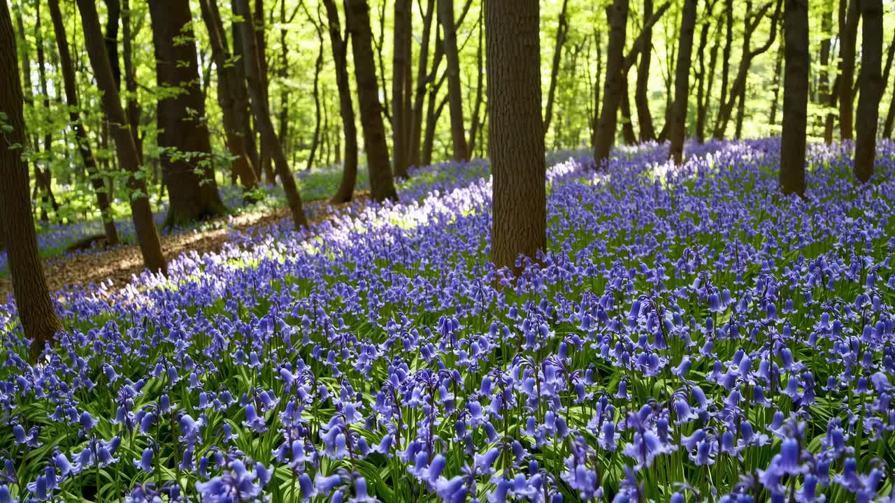A wide-angle video captures a serene forest floor blanketed with vibrant bluebells, under a canopy