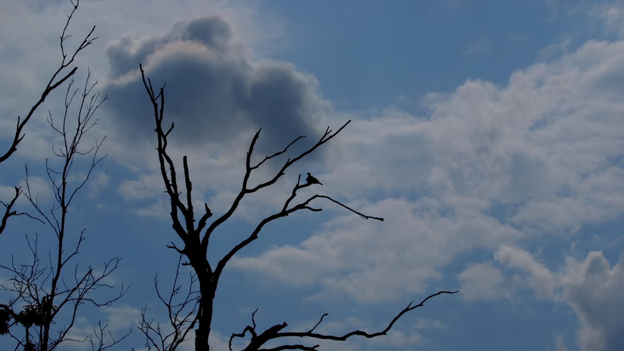 잎이 없는 나뭇가지에 앉아 있는 작은 새의 실루엣