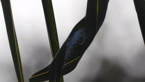 caterpillar - leaf - net - green