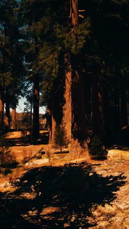 sunlight shining through tall trees in a dense forest