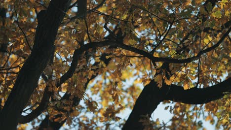 looking up through the tangled branches of the old oak tree covered with bright autumn leaves