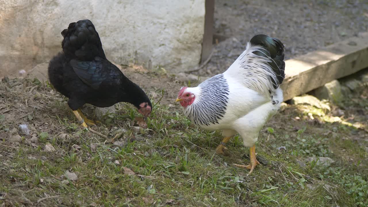 primer plano de pollo blanco y negro comiendo hierba en el campo agrícola en el campo