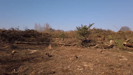 couper des arbres pour dégager des terres pour le développement de logements