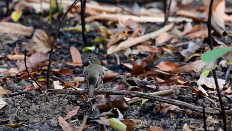 The-Forest-Wagtail-is-a-passerine-bird-foraging-on-branches,-forest-grounds,-tail-wagging-constantly-sideways