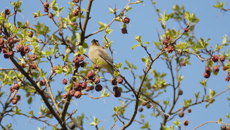 waxwing de cedro único sentado en un árbol comiendo bayas de morera rojas y sabrosas, fondo de cielo azul