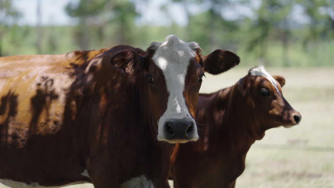 Hereford cow and calf standing together in a lush pasture on a sunny day, savoring the fresh air and vibrant green grass while enjoying the peaceful rural landscape, slow motion shot