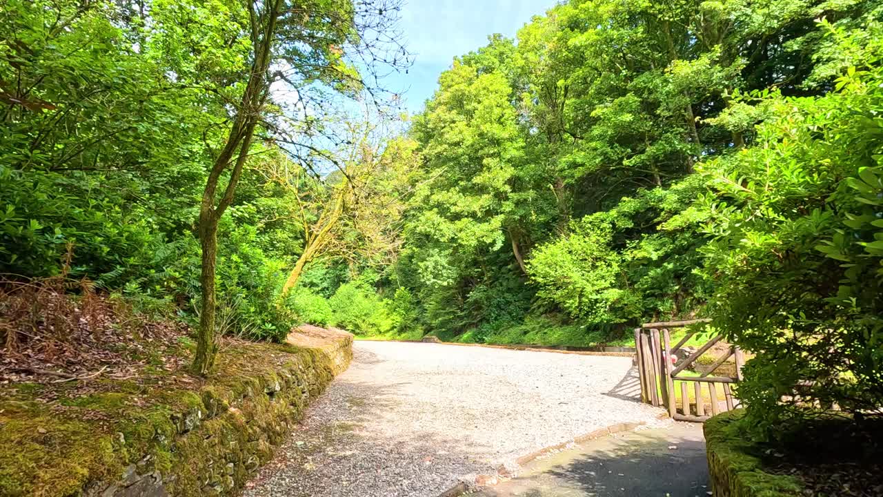 활기찬 녹색 잎자루로 둘러싸인 경치 좋은 길