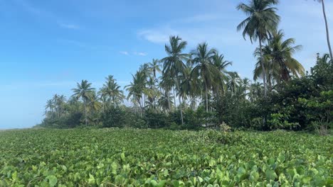 Un-Paraíso-Tropical-Prístino-Con-Exuberante-Vegetación