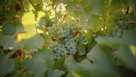 White grapes in vineyard travelling shot