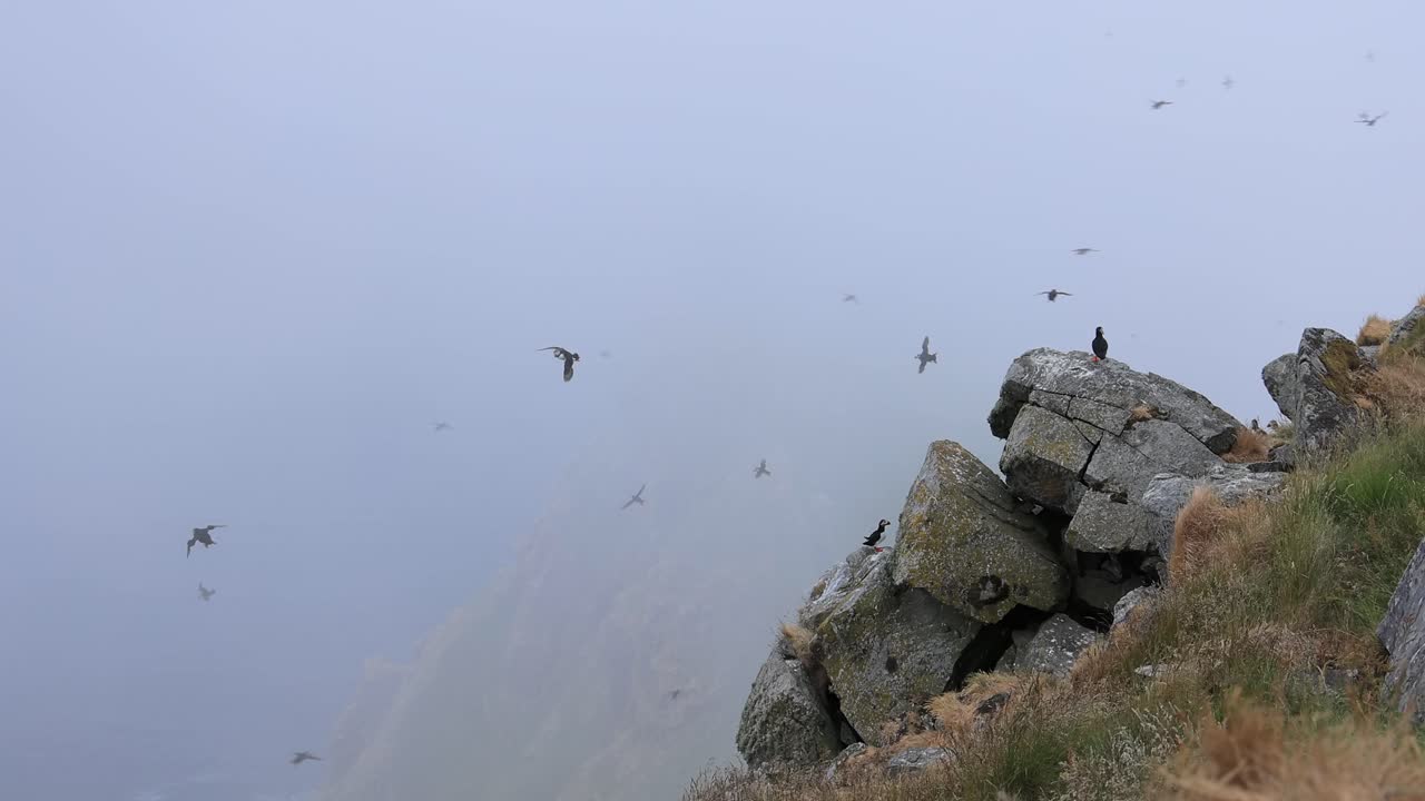 안개 가 가득 한 해안 풍경 에 있는 파핀 들